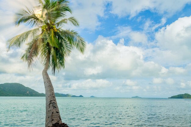 View of coconut trees and the sea on Koh Chang