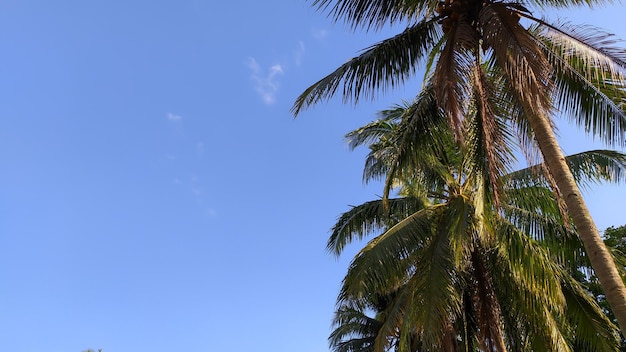 view of coconut trees with blue sky