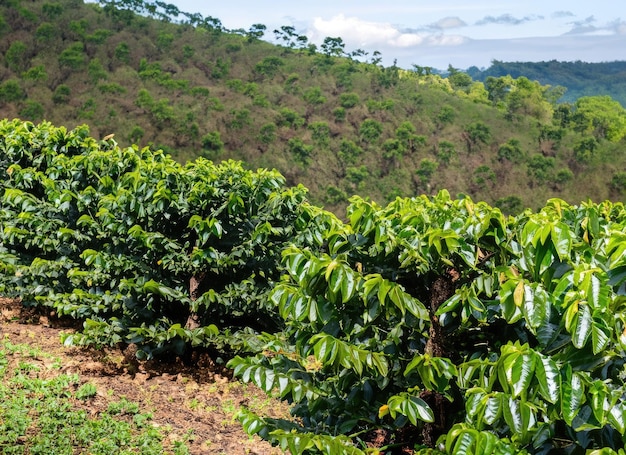 Foto vista di una piantagione di caffè con piante di caffè in primo piano