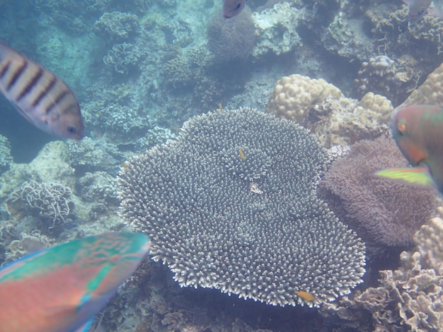 Photo view of coral reef and fish