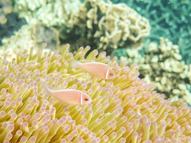 Photo view of coral reef and fish