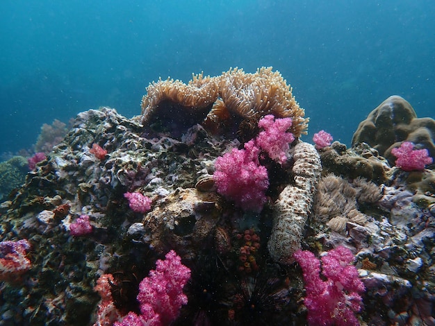 Foto veduta dei coralli in mare