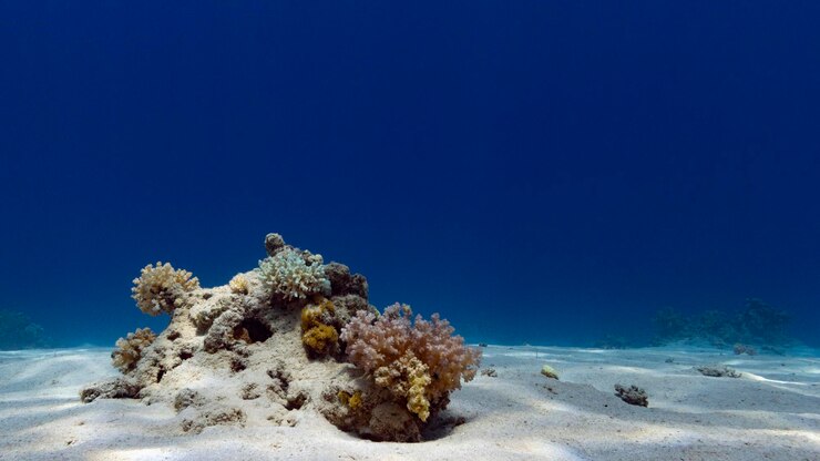 Фотография вид кораллов в море