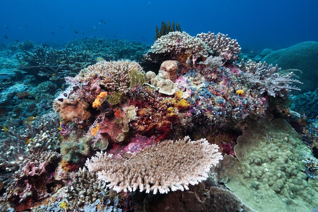 View of coral in sea