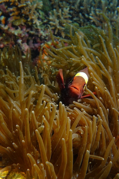 Foto veduta del corallo in mare