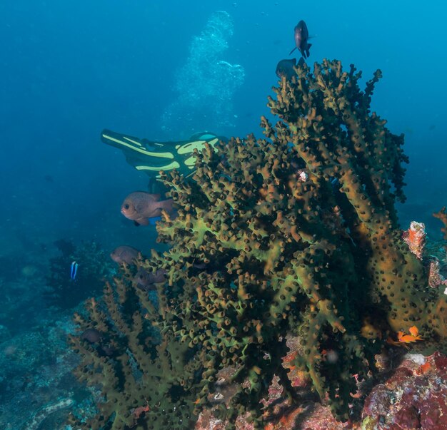 View of coral in sea