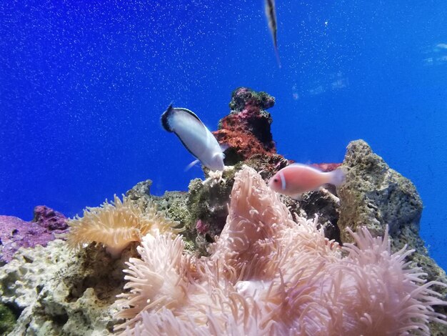 View of coral swimming in sea