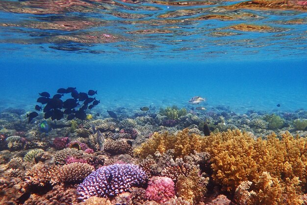 View of coral swimming in sea