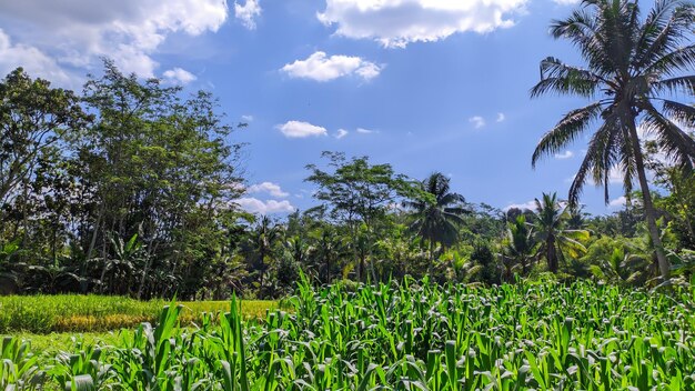 view of corn fields and trees in indonesia