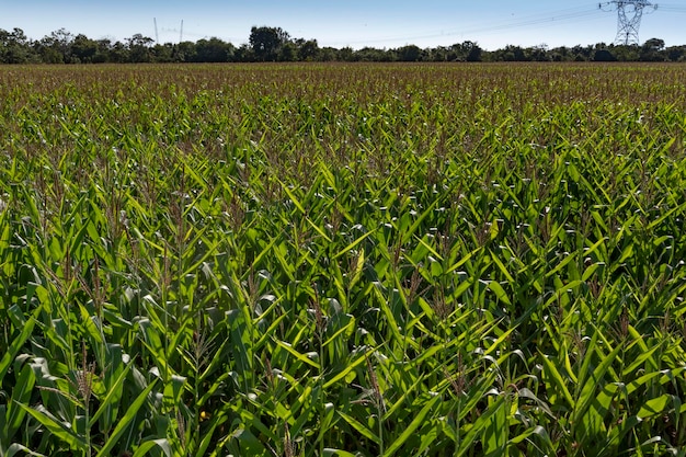 View of corn plantation in flowering phase