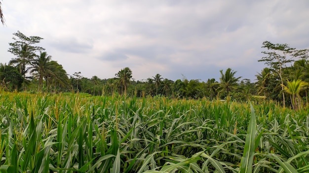 インドネシアのトウモロコシ植物の眺め