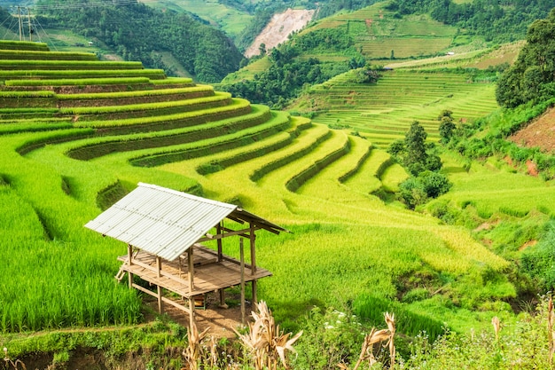 View of cottage on rice field terraced