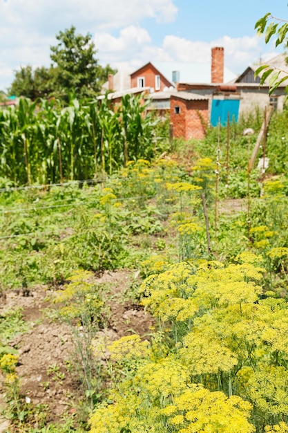 View of country garden on backyard