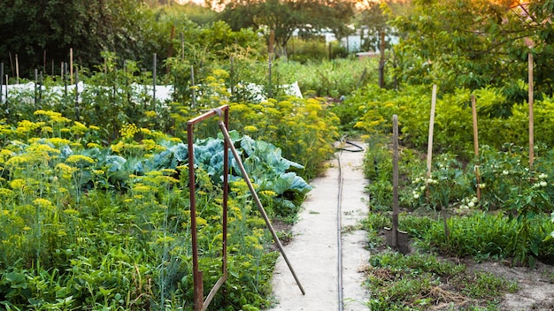 View of country garden at summer sunset