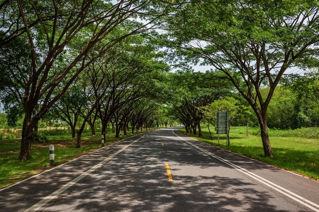 Photo view of country road along trees