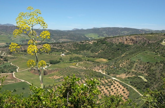 Вид на сельскую местность из Ронды, Испания