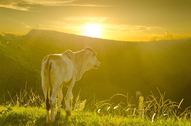 View of a cow on field during sunset