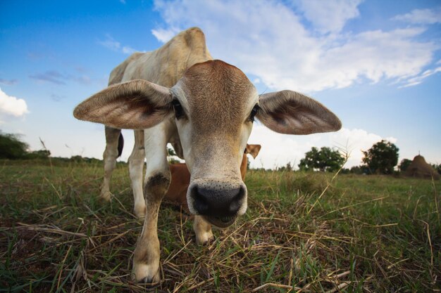 View of cow on field