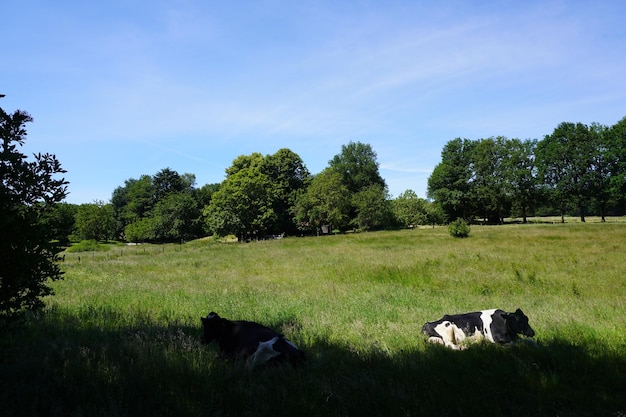 Photo view of cow on grassy field