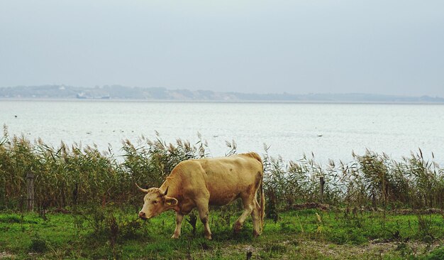 View of cow on riverbank