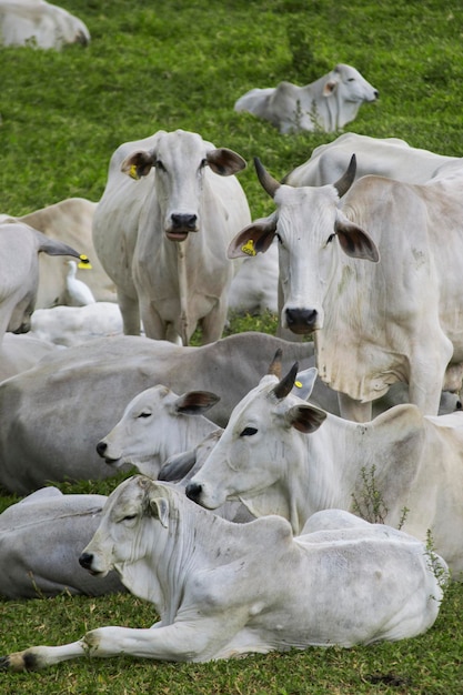 View of cows in farm