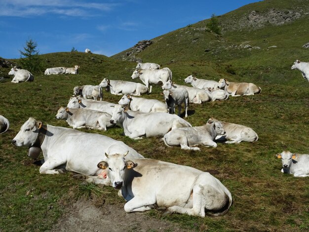 Foto veduta delle mucche sul campo erboso