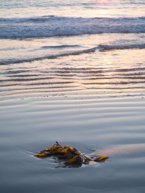 View of crab on beach during sunset