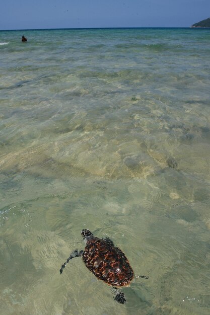 Foto veduta del granchio sulla spiaggia