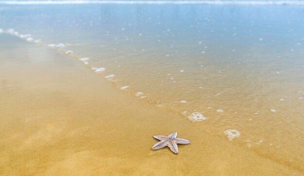 View of crab on beach