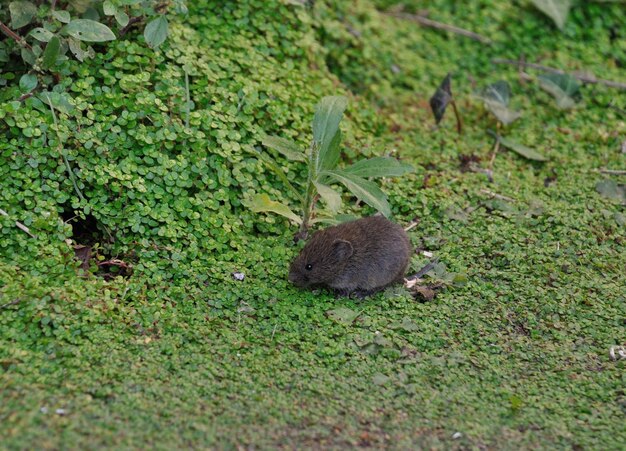 View of crab on field