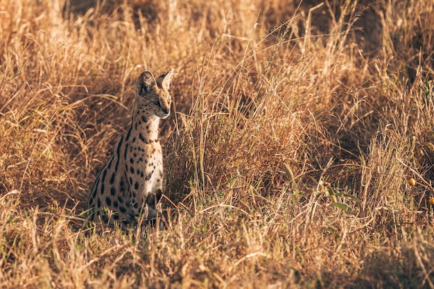 Foto veduta del granchio sul campo