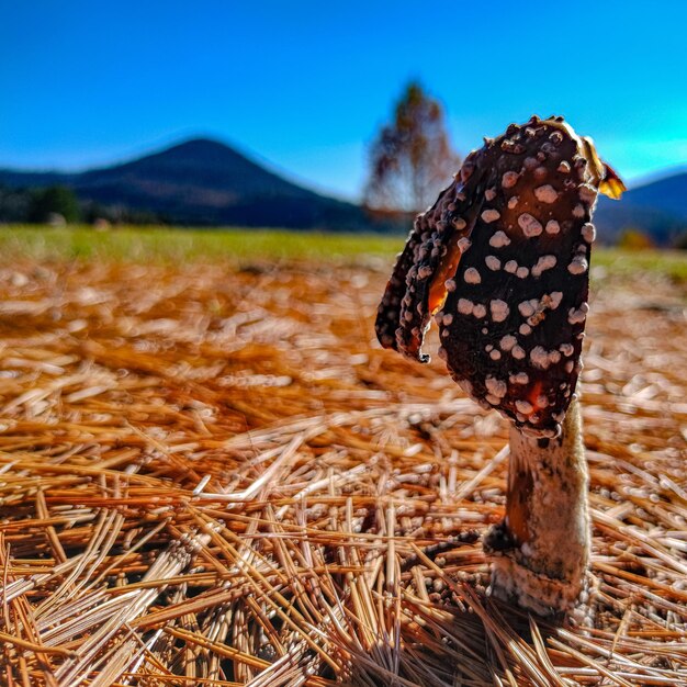 View of crab on field