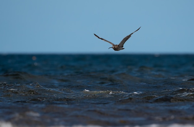 Вид краба на берегу моря на фоне неба