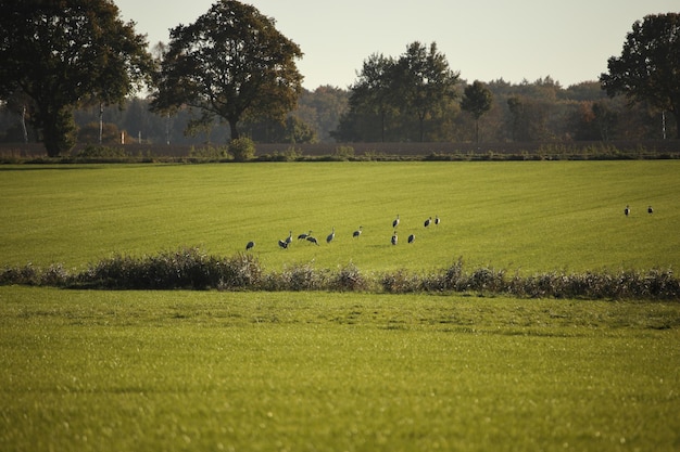 Photo view of cranes on grassy field