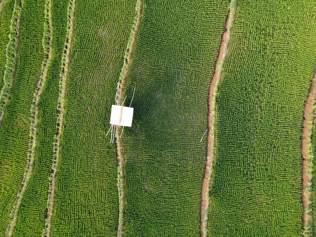 View of crop in field