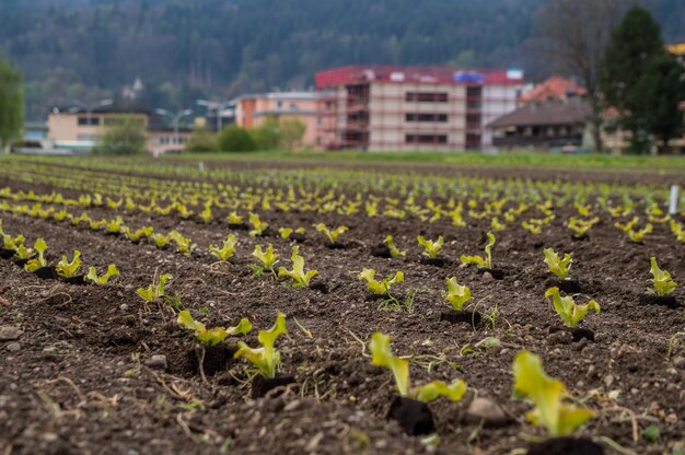 Foto veduta della coltura in campo