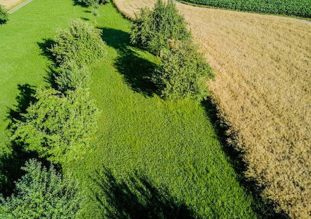 View of crop in field