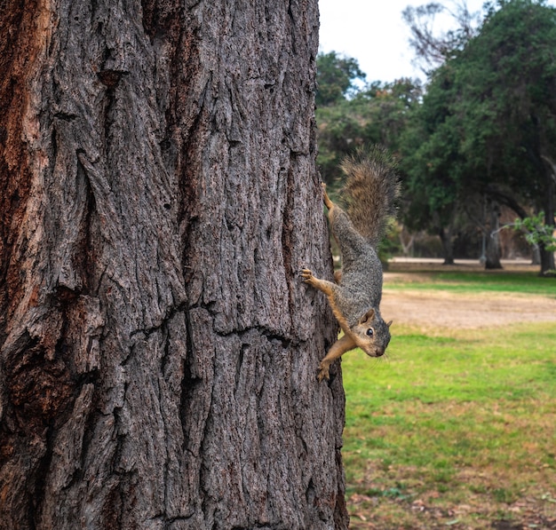 View of a cute squirrel on a tree in summer