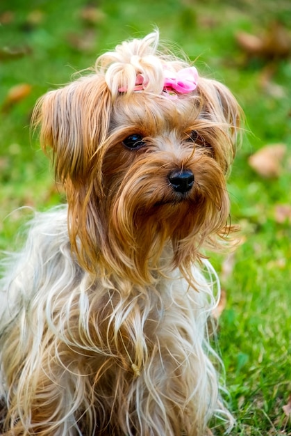 View at cute Yorkshire terrier in the park