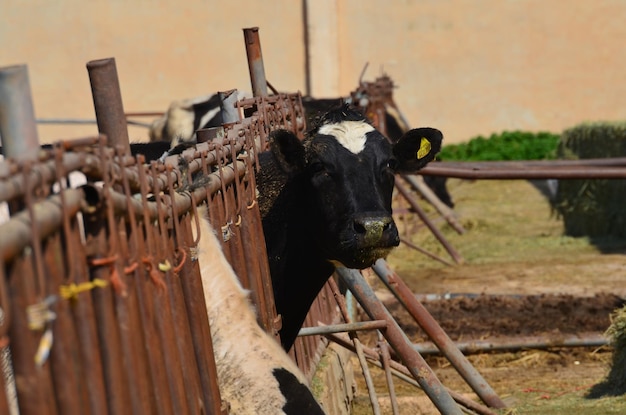 Foto vista di una mucca da latte