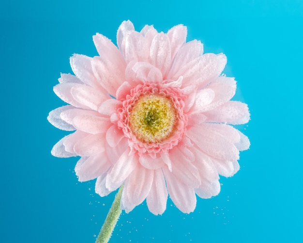 View of a daisy flower in soda water with bubbles