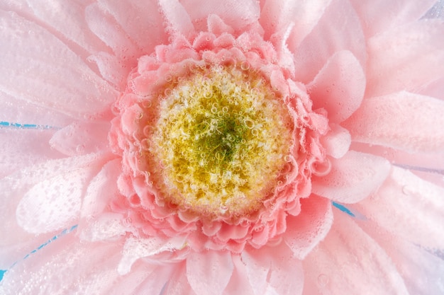 View of a daisy flower in soda water with bubbles