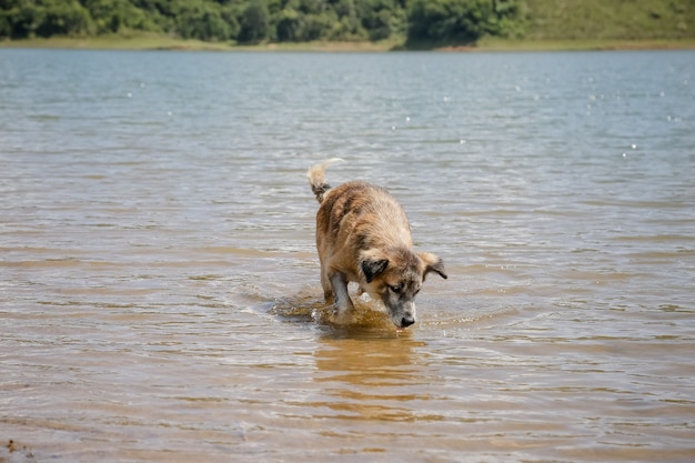 熱帯のブラジルの夏の太陽と犬の水泳がたくさんある漁師とダムを見る