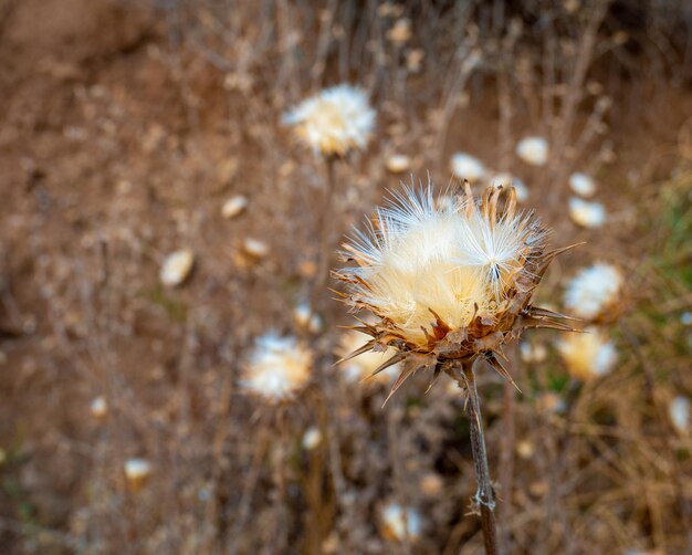 View of dandelion flowers on the mountain