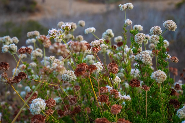 View of dandelion flowers on the mountain