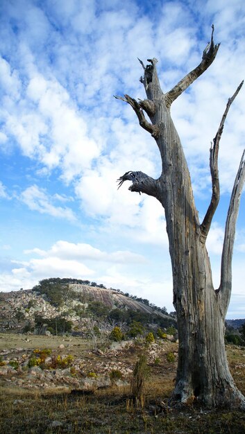 Foto veduta di un albero morto contro il cielo