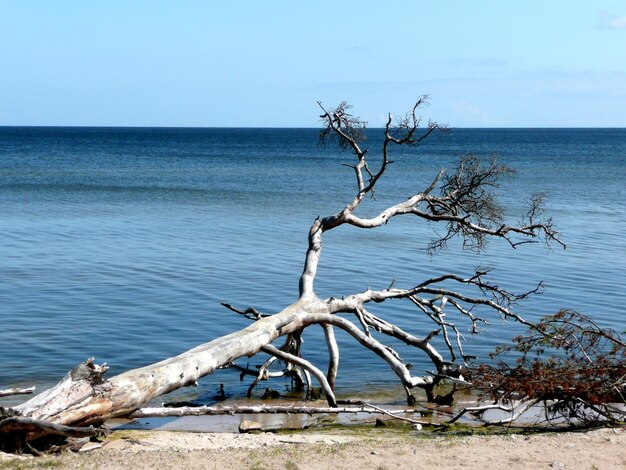 Foto veduta di un albero morto sulla riva