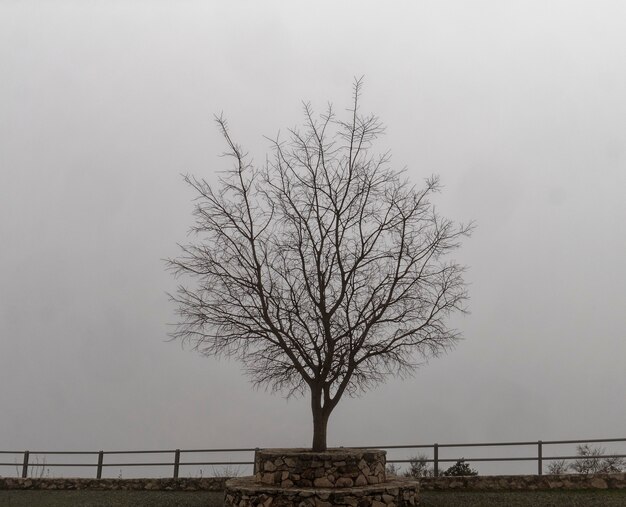 霧の背景を持つ枯れ木の眺め。