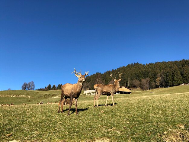 View of deer on field against sky