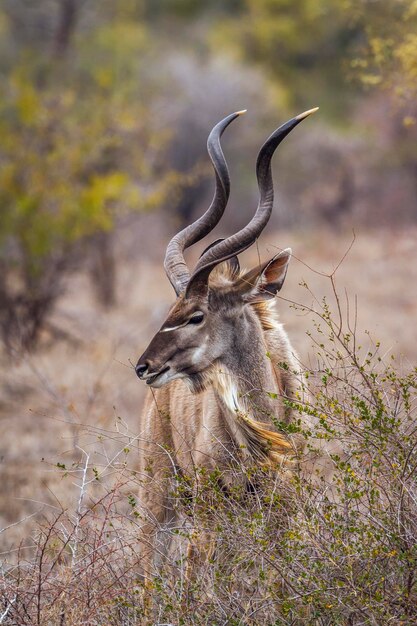 Photo view of deer on field